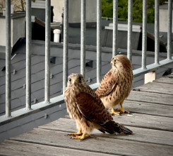 Incredible summer storm and the little falcons who took refuge on our terrace
