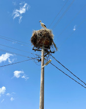 Storks and their enormous stork nests- absolutely awesome