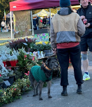 The dogs of the Farmer's Market